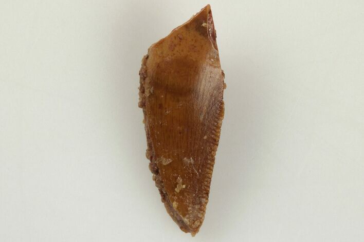Serrated, .7" Raptor Tooth - Real Dinosaur Tooth